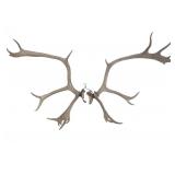Alaskan Caribou Antler Rack Skull Cap Taxidermy
