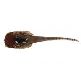 Montana Taken Pheasant Wall Mount Prep Taxidermy