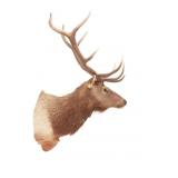 Rocky Mountain 5x5 Elk Professional Taxidermy