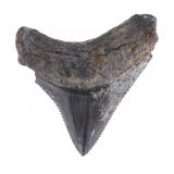 2 1/8' Fossilized Megaladon Serrated Tooth