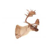 Large Caribou Taxidermy Shoulder Mount