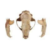 Montana Black Bear Taxidermy Skull