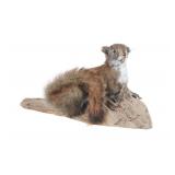 Red Squirrel Full Body Log Mounted Taxidermy