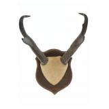 Pronghorn Taxidermy Wood Plaque Mount