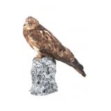 Professional Eurasian Common Buzzard Taxidermy