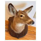 Young Montana Whitetail Doe Head Mount
