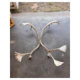 Caribou Antlers W/O Skull Cap