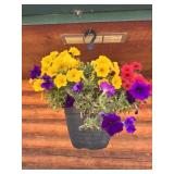 Two Hanging Plants & Houseplant (3x)