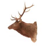Rocky Mountain 4x4 Elk Professional Taxidermy