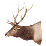 Montana Rocky Mountain Elk Shoulder Mount 5x5