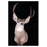 Montana Mule Deer Taxidermy Shoulder Mount