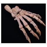 Complete Fossilized Cave Bear Paw