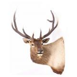 Montana Rocky Mountain Trophy Elk Shoulder Mount