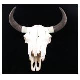 Large Montana Trophy American Buffalo Skull