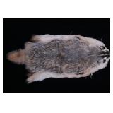 Montana Taxidermy American Badger Hide
