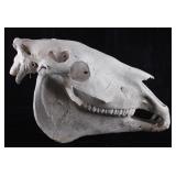 Domestic Horse Taxidermy Skull