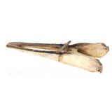 Baby Alligator Gar Lower Jaw Bone