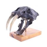 Museum Resin Cast Saber Tooth Tiger Skull