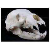 1995 Saskatchewan Black Bear skull Taxidermy