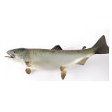 Montana Caught Bull Trout Professional Taxidermy
