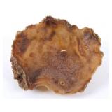 Cross Cut Agatized Coral Geode Section