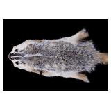 Montana Taxidermy American Badger Hide