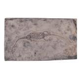 Complete Fossilized Lizard
