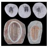 Pre-Historic Trilobite Fossils