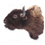 Montana Great American Buffalo Shoulder Mount
