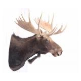 Montana Shiras Moose Shoulder Mount