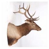 Montana Rocky Mountain 6x6 Elk Shoulder Mount