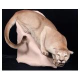 Montana Trophy Mountain Lion Taxidermy Body Mount