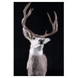Trophy Montana Mule Deer Taxidermy Shoulder Mount