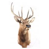 Montana Rocky Mountain 4x4 Elk Shoulder Mount