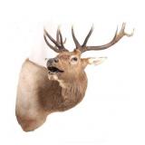 Montana Rocky Mountain 5x5 Bull Elk Shoulder Mount