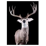 Trophy Montana Mule Deer Shoulder Mount