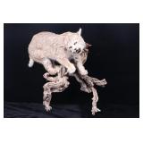 Montana Bobcat Trophy Full Mount on Wood Stand