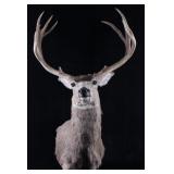 Montana Mule Deer Trophy Taxidermy Shoulder Mount