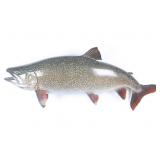Large Trophy Montana Cutthroat Trout Wall Mount