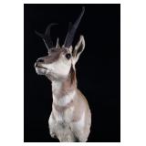 Trophy Montana Pronghorn Antelope Shoulder Mount