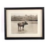 Original Haynes Moose Photograph Yellowstone Park