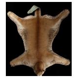 Trophy Montana Mountain Lion Taxidermy Rug Mount