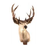 Montana Mule Deer Taxidermy Shoulder Mount