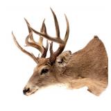 Montana Whitetail Deer Taxidermy Shoulder Mount