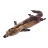 Taxidermy Fisher Cat Fur Hide