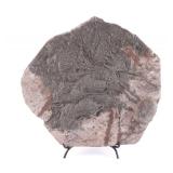Large Prehistoric Crinoid Sea Lillie Fossil
