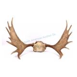 Montana Moose Antler Rack
