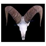 Trophy Rocky Mountain Bighorn Sheep Skull w/ Horns