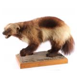 Full Body Wolverine Taxidermy Mount