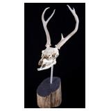 Five Point Montana White Tail Deer Skull
